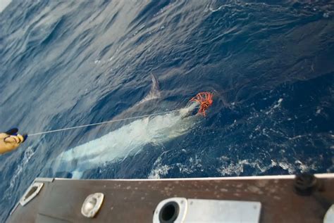 exmouth fishing charters|The 10 BEST Fishing Charters in Exmouth, Australia from US .
